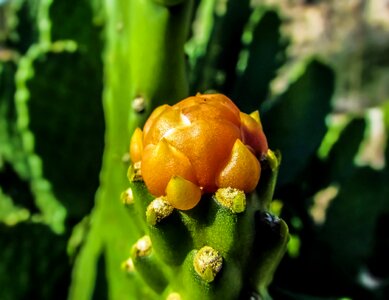 Nature flora cactus park