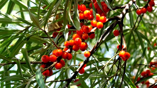 Plants berry sea-buckthorn