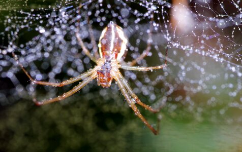 The fear arachnophobia danger