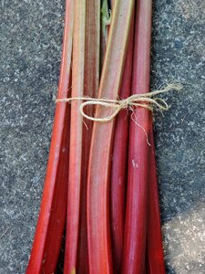 Rhubarb red rhubarb stems attached edible plant photo