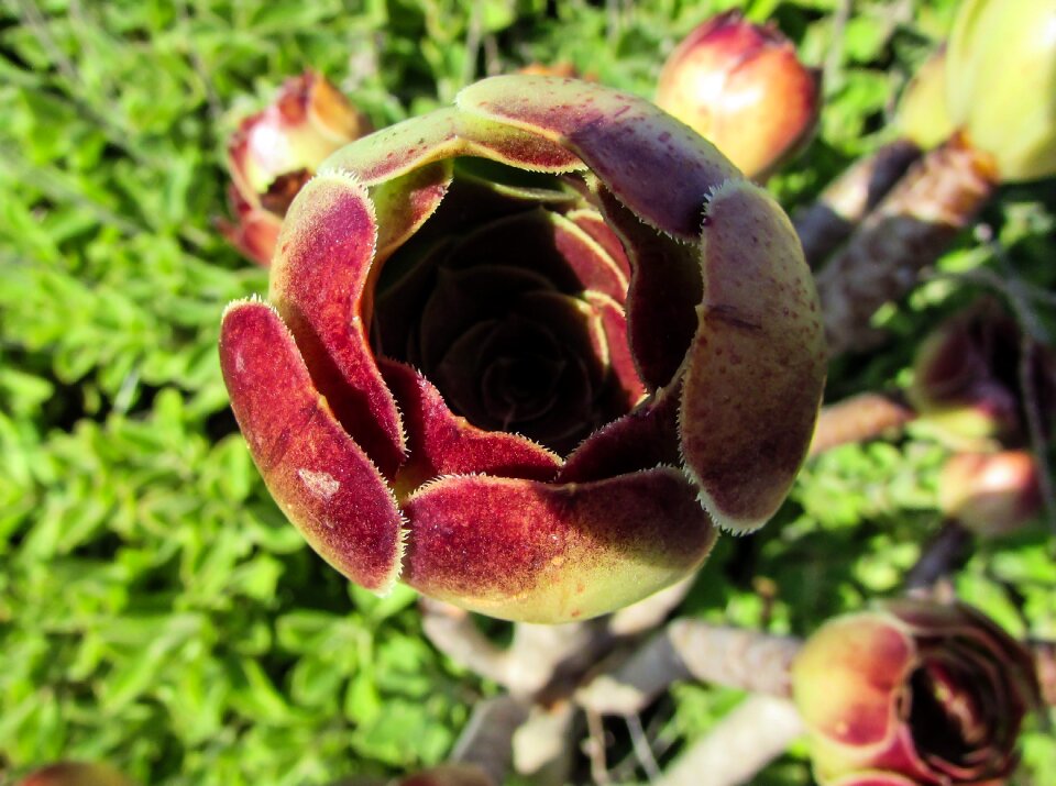 Nature flora cactus park