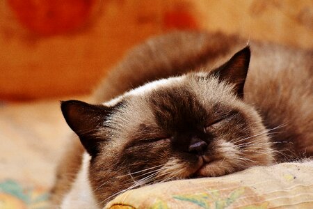 Fur brown beige