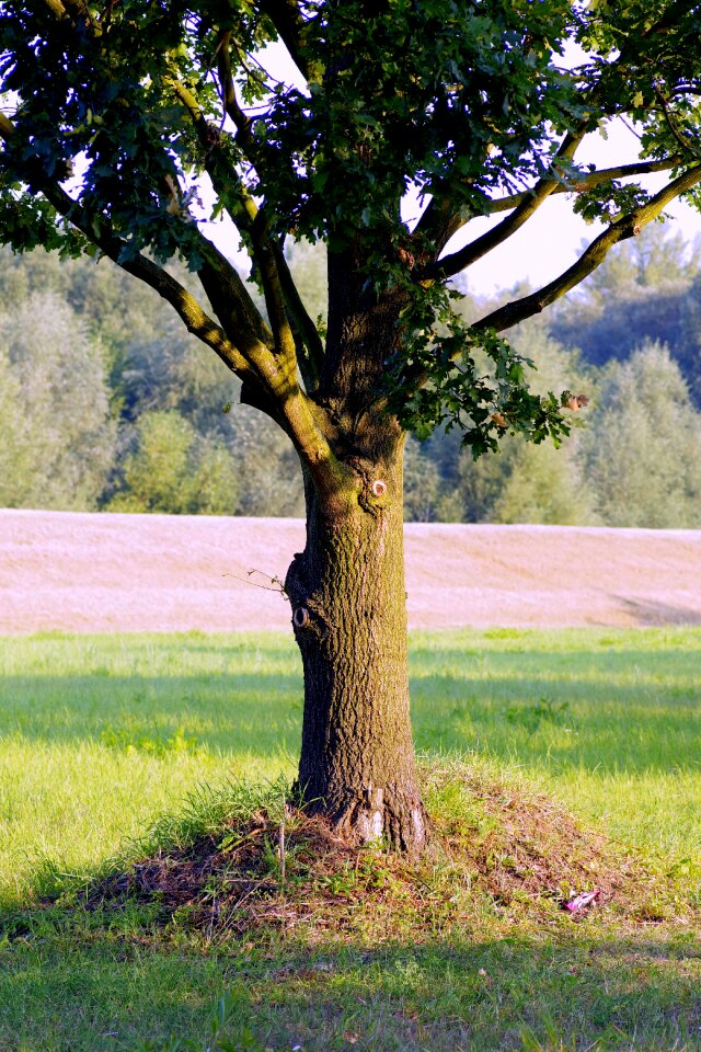 Trunk konary green