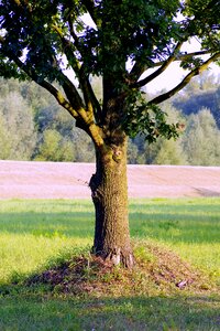 Trunk konary green