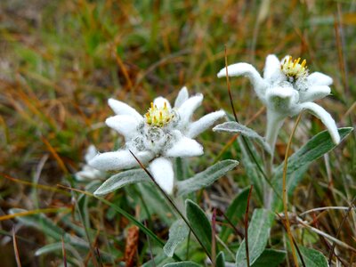 Plant flowers nature conservation