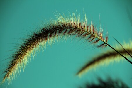 Grass halme soft