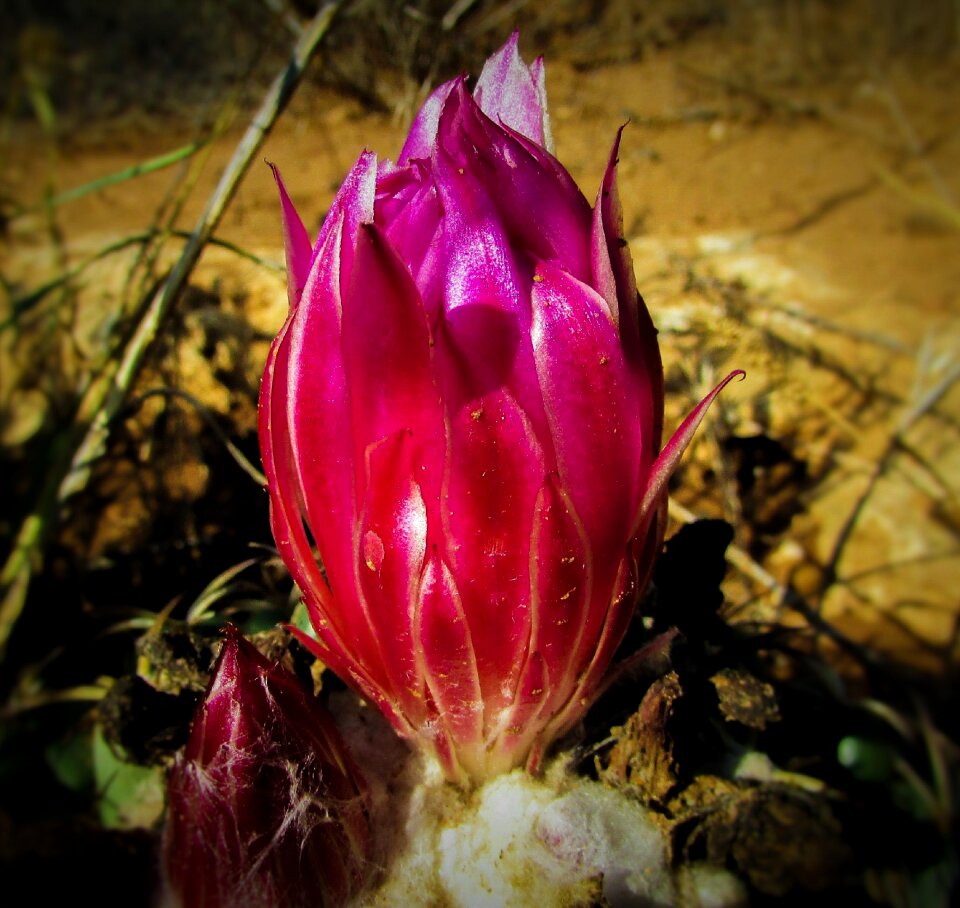 Nature flora cactus park