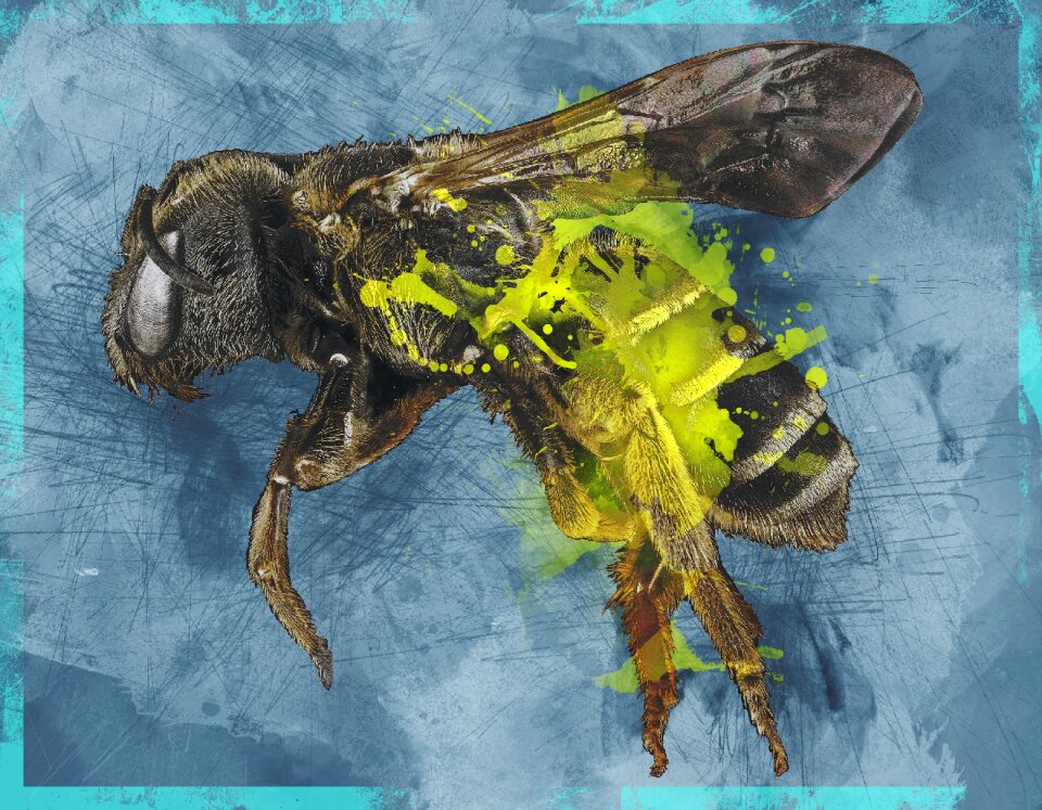 Pollinator bug insect