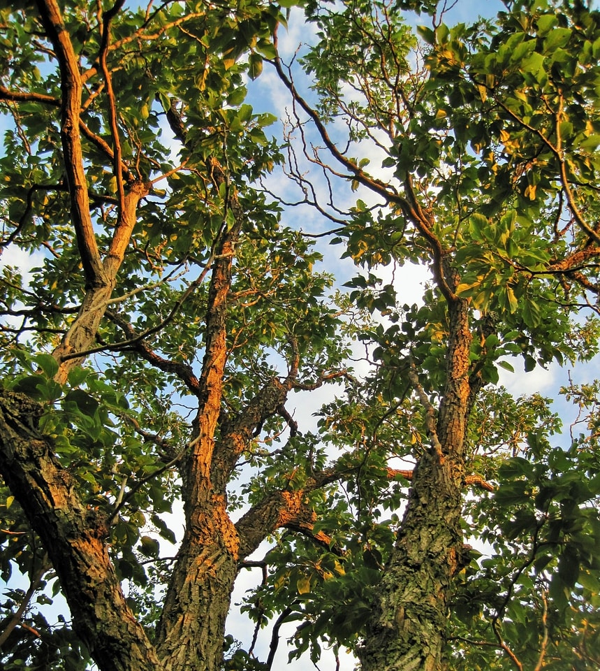 Foliage growth environment