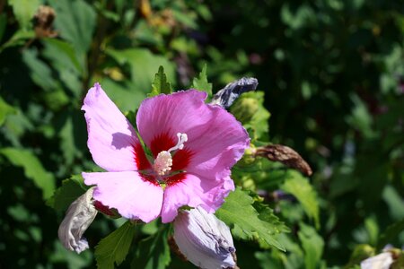 Hibiscus flower purple stamp