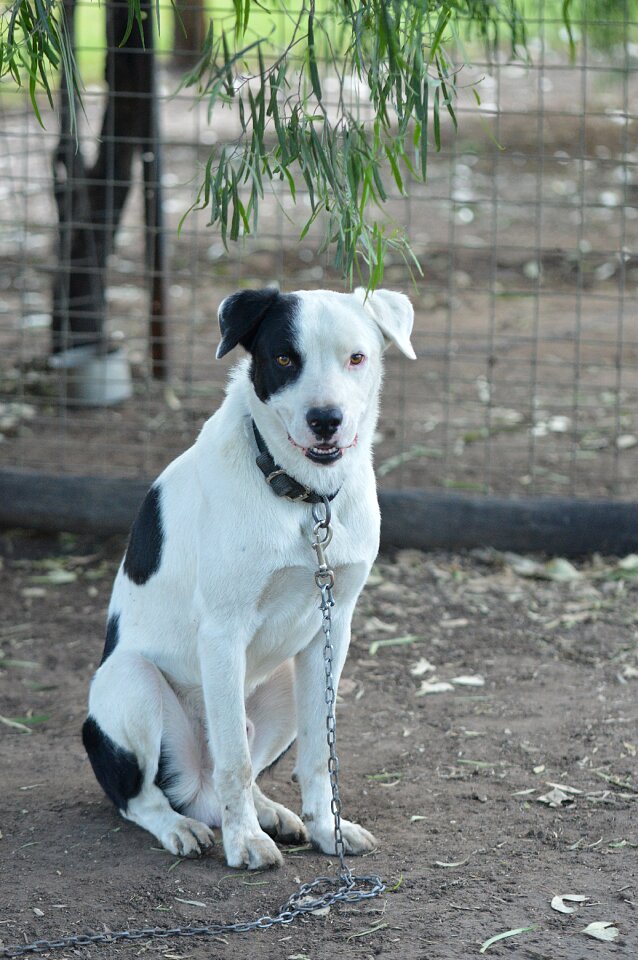 Outdoors animal