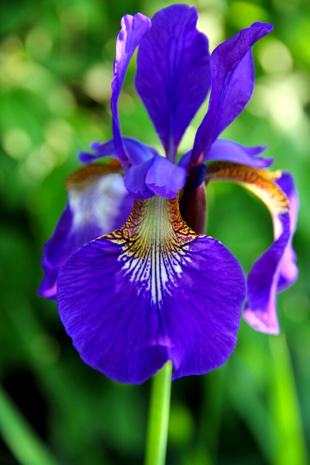 Bloom garden nature
