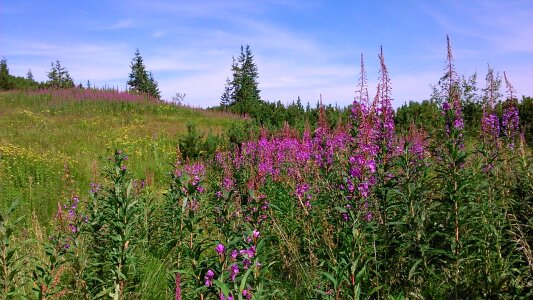 Tatry vegetation nature
