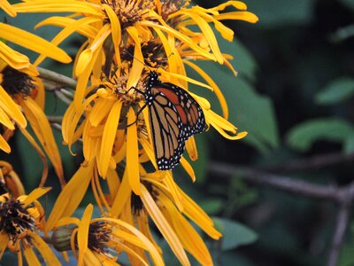 Monarch ligularia butterfly photo