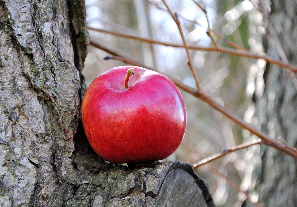 Fruit vitamins health