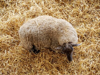 Wool grazing animal photo