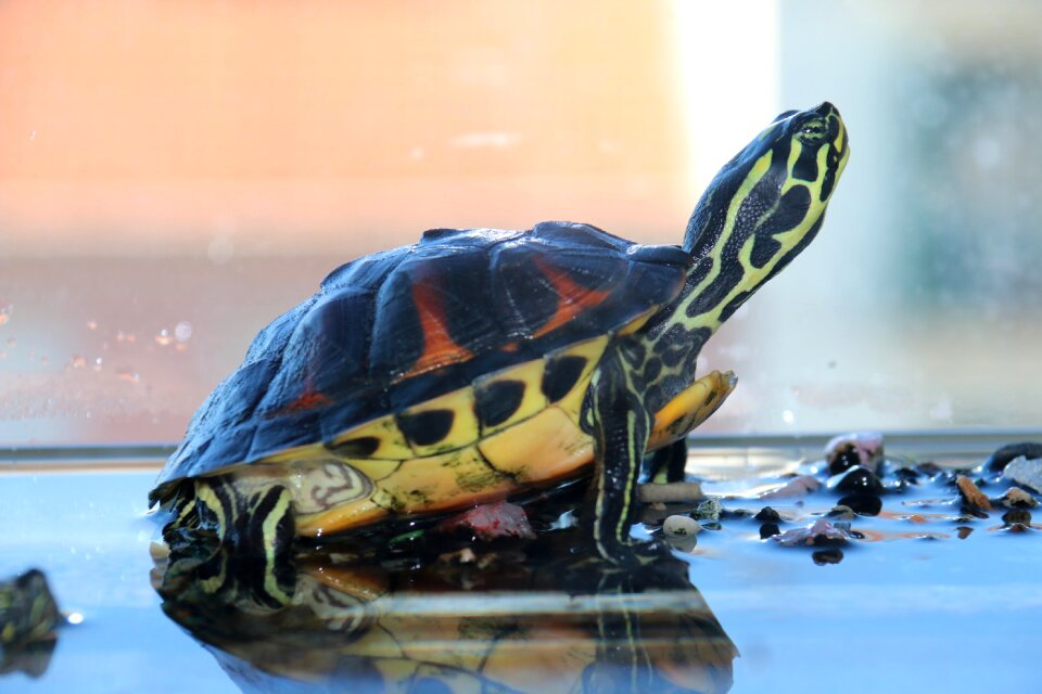 Aquarium water animal