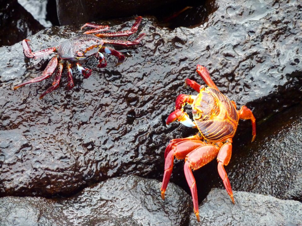 Red klippenkrabbe fight crab