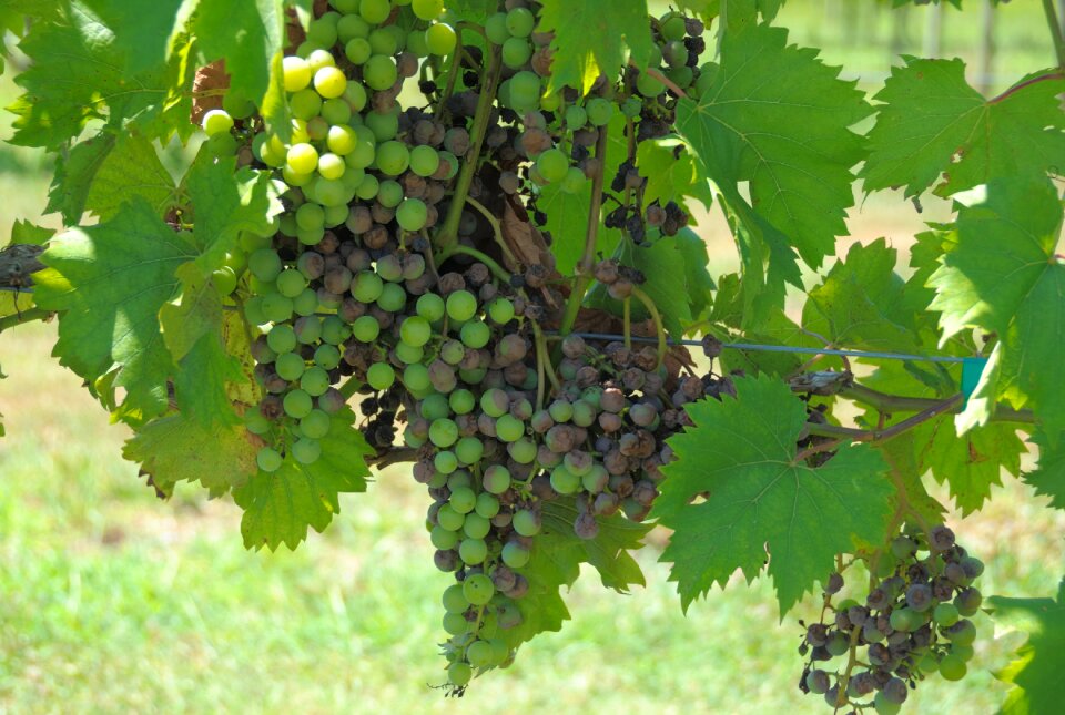 Green winery rural