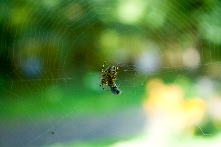 Spider web nature macro photo