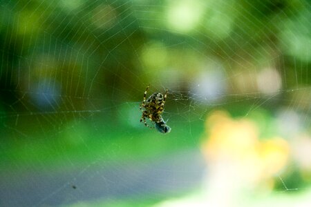 Spider web nature macro