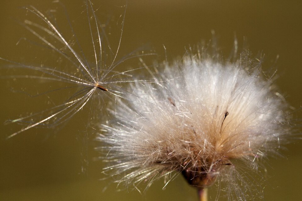 Nature fluff thistle