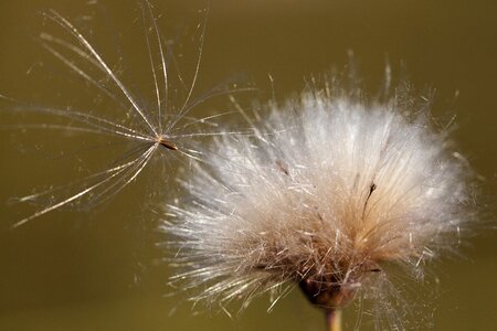Nature fluff thistle