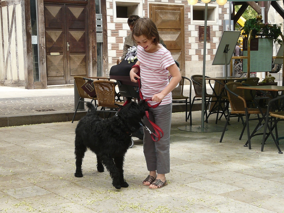 Labradoodle black girl with dog