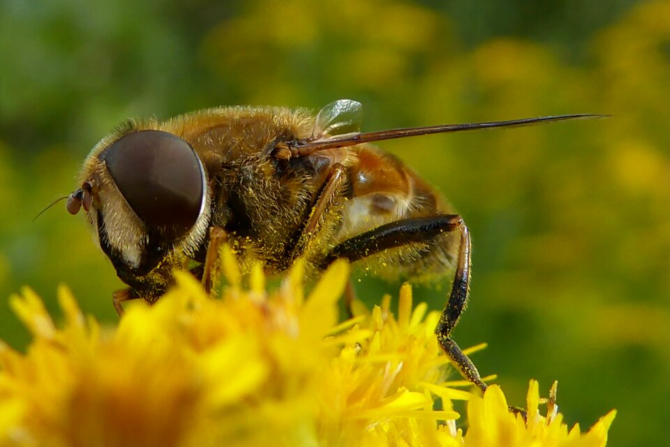 Insects bumblebee flowers