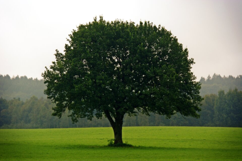 Meadow sky green