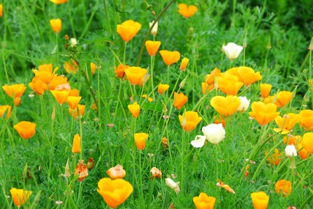 Field yellow