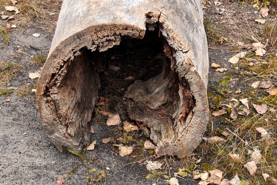 Old morsch hollow tree trunk