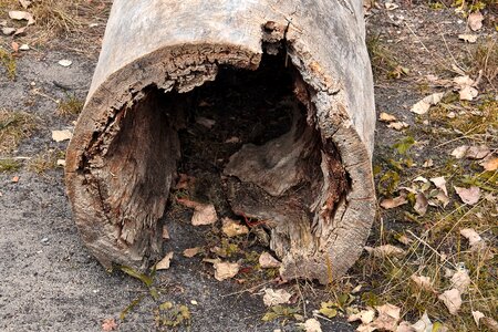 Old morsch hollow tree trunk