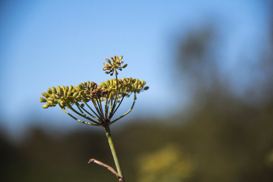 Wild flowers grass spring