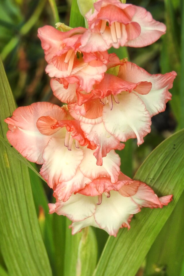 Bloom summer bright