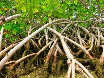 Mangroves florida everglades photo