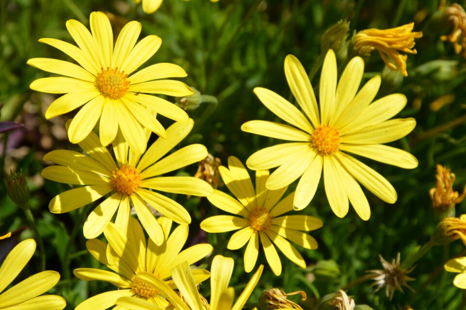Sunshine blooming