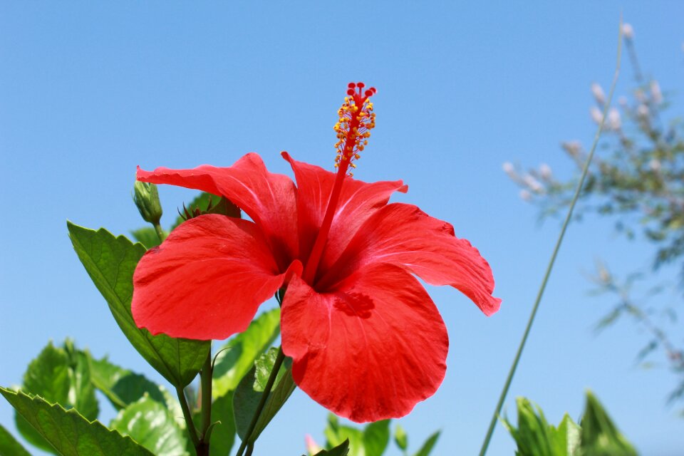 Flowers red beautiful