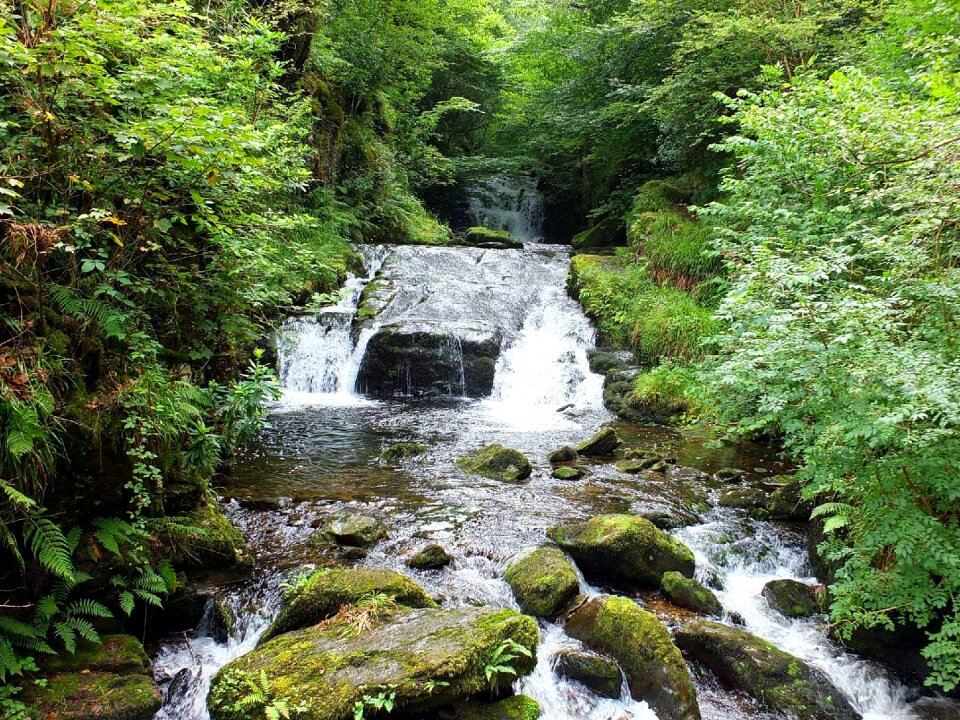 Forest rocks nature photo