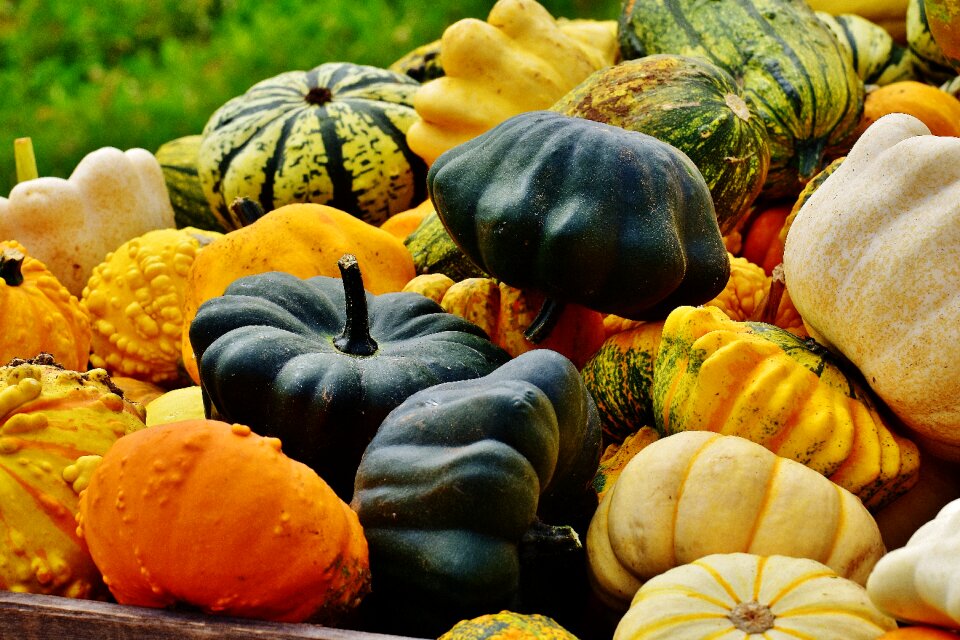 Harvest decorative squashes decoration