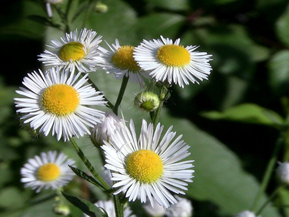 Chamomile leaflet flower