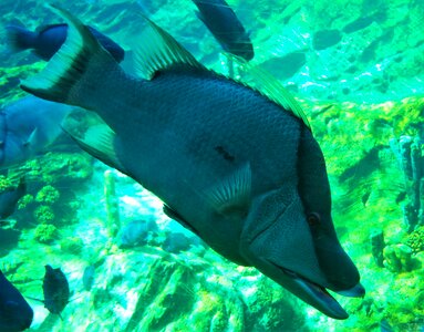 Fish seaworld orlando underwater