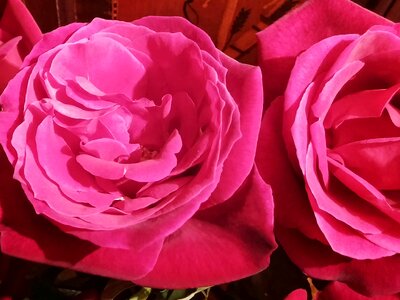 Romance petals pink rose photo