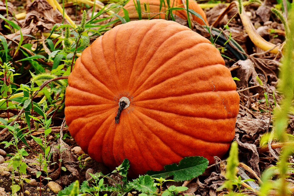 Harvest decorative squashes decoration