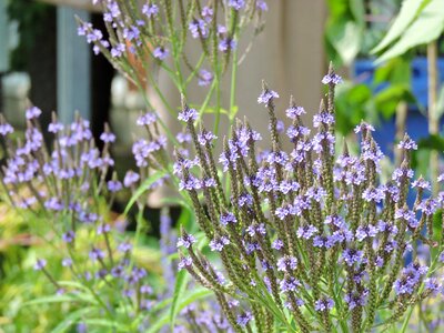 Plant native to quebec garden purple wildflower photo