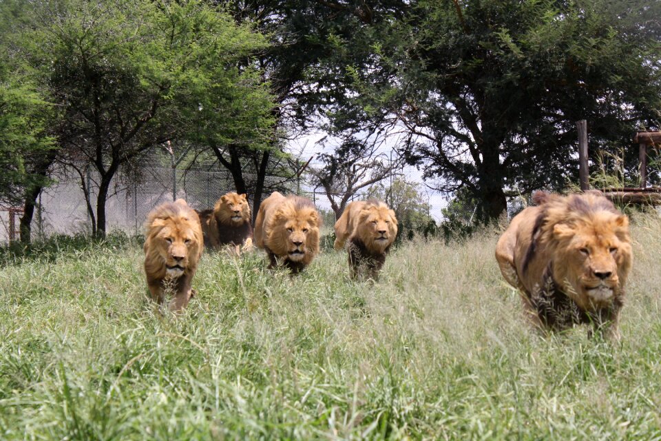 Aggression africa zimbabwe