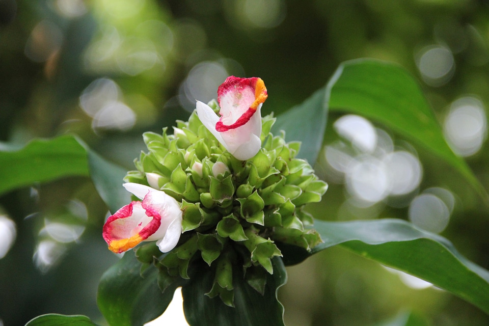 Floral plant natural
