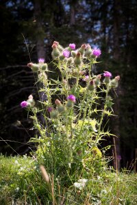 Plant nature flowers