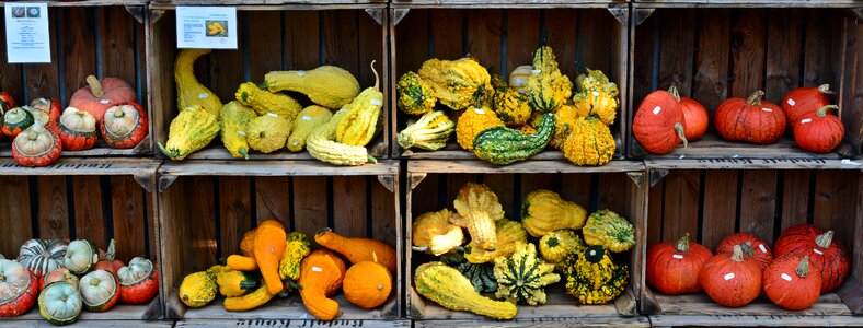 Decoration benefit from pumpkin yard cordes