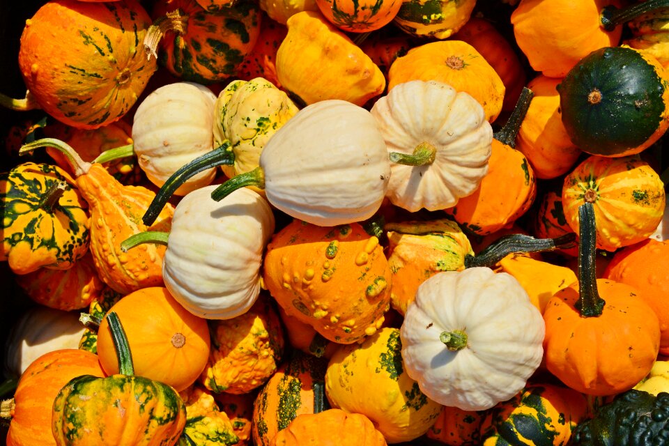 Decoration benefit from pumpkin yard cordes